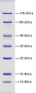 14.4-116kDa Wide Range Protein Molecular Weight Marker, Unstained