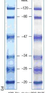 20-120kDa Mid Range Protein Molecular Weight Marker, Prestained
