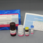 Cytotoxicity LDH Assay Kit-WST