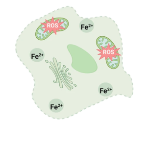 Cancer Related Products