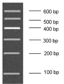 100-600bp Low Range DNA Marker B, Ready-to-use