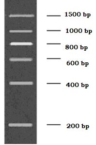 200-1500bp DNA Marker, Ready-to-use