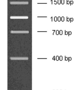 200-2000bp DNA Marker, Ready-to-use