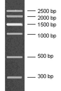 300-2500bp DNA Marker, Ready-to-use