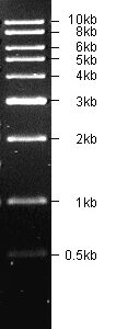 500-10000bp DNA Marker, Original Form