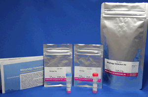 Mitophagy Detection Kit