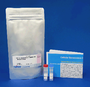 Cellular Senescence Detection Kit - SPiDER-βGal