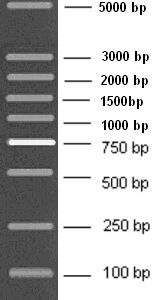 100-5000bp DNA Marker Plus, Ready-to-use