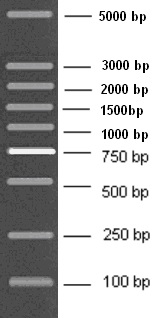 100-5000bp DNA Marker Plus, Ready-to-use