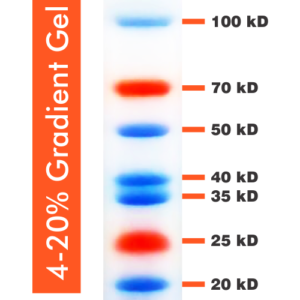 10-250kDa Wide Range Blue-Red Two Color Protein Ladder, Prestained