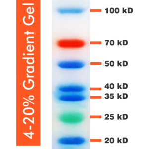 10-250kDa Wide Range Blue-Red-Green Three Color Protein Ladder, Prestained