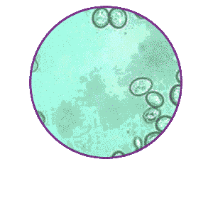 Cell Viability & Cytotoxicity Products